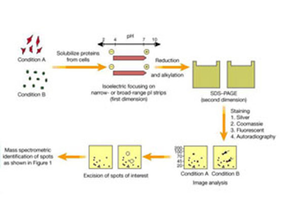 2D双向凝胶电泳与质谱分析